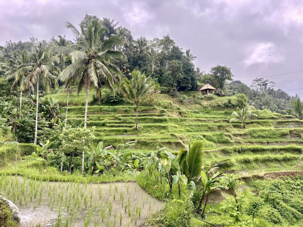 Rýžové terasy v ubudu na Bali, kde se ubytovat na Bali