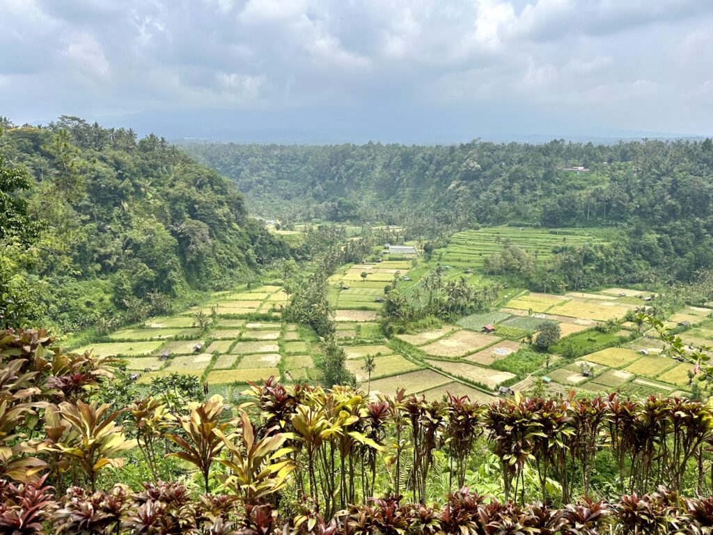 rýžové terasy bali
